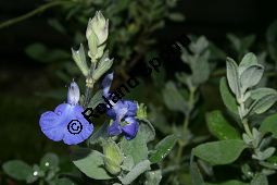 Gamander-Salbei, Salvia chamaedryoides 'Heavenly Blue', Lamiaceae, Salvia chamaedryoides 'Heavenly Blue', Gamender-Salbei, Blühend Kauf von 06244salvia_chamaedryoides_heavenlyblueimg_2284.jpg