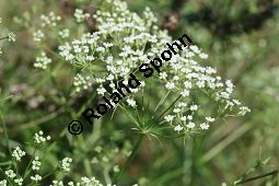 Sichelmöhre, Falcaria vulgaris, Apiaceae, Falcaria vulgaris, Sichelmöhre, Sicheldolde, Habitus blühend Kauf von 06256falcaria_vulgarisimg_3174.jpg