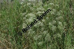 Sichelmöhre, Falcaria vulgaris, Apiaceae, Falcaria vulgaris, Sichelmöhre, Sicheldolde, Habitus blühend Kauf von 06256falcaria_vulgarisimg_3179.jpg