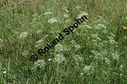 Sichelmhre, Falcaria vulgaris, Apiaceae, Falcaria vulgaris, Sichelmhre, Sicheldolde, Habitus blhend Kauf von 06256falcaria_vulgarisimg_3180.jpg