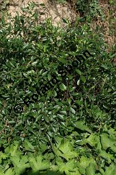 Steppen-Kirsche, Zwerg-Kirsche, Prunus fruticosa Kauf von 06261_prunus_fruticosa_img_0957.jpg