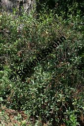 Steppen-Kirsche, Zwerg-Kirsche, Prunus fruticosa Kauf von 06261_prunus_fruticosa_img_0958.jpg