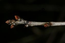 Steppen-Kirsche, Zwerg-Kirsche, Prunus fruticosa Kauf von 06261_prunus_fruticosa_img_5541.jpg