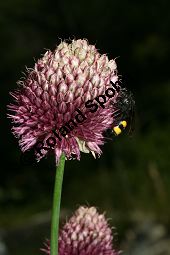 Kugelköpfiger Lauch, Allium sphaerocephalon, Liliaceae/Alliaceae, Allium sphaerocephalon, Kugelköpfiger Lauch, Kugel-Lauch, Blütenkopf Kauf von 06265allium_sphaerocephalonimg_3413.jpg