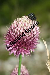 Kugelkpfiger Lauch, Allium sphaerocephalon, Liliaceae/Alliaceae, Allium sphaerocephalon, Kugelkpfiger Lauch, Kugel-Lauch, Bltenkopf Kauf von 06265allium_sphaerocephalonimg_3415.jpg