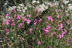Garten-Nelke, Dianthus caryophyllus, Caryophyllaceae, Dianthus caryophyllus, Garten-Nelke, Habitus blühend Kauf von 06266dianthus_caryophyllusimg_3384.jpg