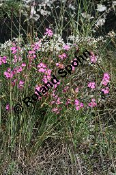 Garten-Nelke, Dianthus caryophyllus, Caryophyllaceae, Dianthus caryophyllus, Garten-Nelke, Habitus blhend Kauf von 06266dianthus_caryophyllusimg_3385.jpg
