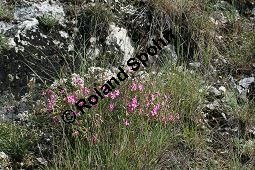 Garten-Nelke, Dianthus caryophyllus, Caryophyllaceae, Dianthus caryophyllus, Garten-Nelke, Habitus blühend Kauf von 06266dianthus_caryophyllusimg_3386.jpg