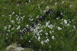 Schmalblättriges Wollgras, Eriophorum angustifolium Kauf von 06267_eriophorum_angustifolium_img_9459.jpg