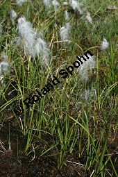 Schmalblättriges Wollgras, Eriophorum angustifolium Kauf von 06267_eriophorum_angustifolium_img_9475.jpg