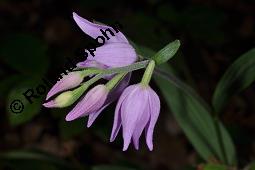 Rotes Waldvgelein, Cephalanthera rubra Kauf von 06271_cephalanthera_rubra_dsc_1571.jpg