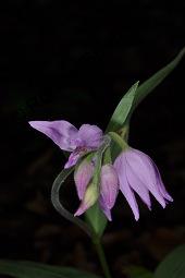 Rotes Waldvögelein, Cephalanthera rubra Kauf von 06271_cephalanthera_rubra_dsc_1572.jpg