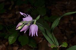 Rotes Waldvgelein, Cephalanthera rubra Kauf von 06271_cephalanthera_rubra_dsc_1573.jpg