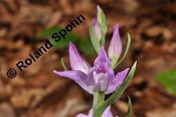 Rotes Waldvögelein, Cephalanthera rubra Kauf von 06271_cephalanthera_rubra_dsc_1574.jpg