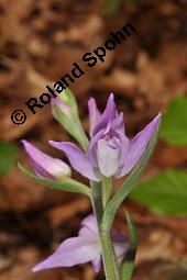 Rotes Waldvögelein, Cephalanthera rubra Kauf von 06271_cephalanthera_rubra_dsc_1575.jpg