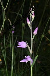 Rotes Waldvögelein, Cephalanthera rubra Kauf von 06271_cephalanthera_rubra_dsc_1695.jpg