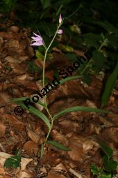 Rotes Waldvögelein, Cephalanthera rubra Kauf von 06271cephalanthera_rubraimg_2416.jpg