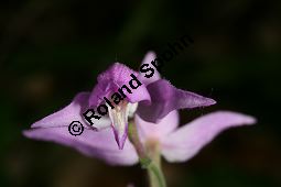 Rotes Waldvgelein, Cephalanthera rubra Kauf von 06271cephalanthera_rubraimg_8084.jpg