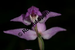 Rotes Waldvögelein, Cephalanthera rubra Kauf von 06271cephalanthera_rubraimg_8085.jpg