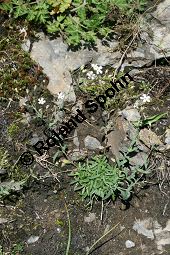 Felsen-Leimkraut, Silene rupestris Kauf von 06273silene_rupestrisimg_3712.jpg