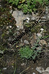 Felsen-Leimkraut, Silene rupestris Kauf von 06273silene_rupestrisimg_3713.jpg