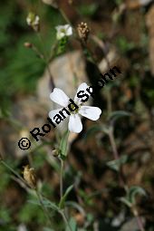 Felsen-Leimkraut, Silene rupestris Kauf von 06273silene_rupestrisimg_3718.jpg