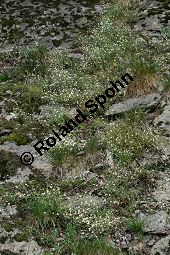 Felsen-Leimkraut, Silene rupestris Kauf von 06273silene_rupestrisimg_3719.jpg