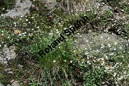 Felsen-Leimkraut, Silene rupestris Kauf von 06273silene_rupestrisimg_3720.jpg