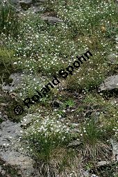 Felsen-Leimkraut, Silene rupestris Kauf von 06273silene_rupestrisimg_3721.jpg