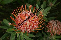 Gärtnerprotee, Leucospermum glabrum Kauf von 06276leucospermum_glabrumimg_7729.jpg