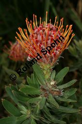 Gärtnerprotee, Leucospermum glabrum Kauf von 06276leucospermum_glabrumimg_7730.jpg