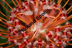 Grtnerprotee, Leucospermum glabrum Kauf von 06276leucospermum_glabrumimg_7731.jpg