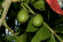 Kaffirpflaume, Harpephyllum caffrum, Anacardiaceae, Harpephyllum caffrum, Kaffirpflaume, fruchtend Kauf von 06281harpephyllum_caffrumimg_3592.jpg
