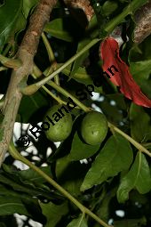 Kaffirpflaume, Harpephyllum caffrum, Anacardiaceae, Harpephyllum caffrum, Kaffirpflaume, fruchtend Kauf von 06281harpephyllum_caffrumimg_3593.jpg