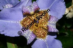 Neomarica caerulea, Iridaceae, Neomarica caerulea, Marica coerulea, Blüte Kauf von 06282neomarica_caeruleaimg_3581.jpg