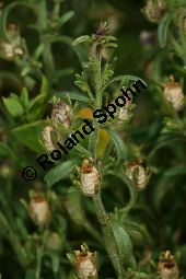 Kleiner Orant, Chaenorhinum minus, Scrophulariaceae, Chaenorhinum minus, Kleiner Orant, Gewöhnlicher Klaffmund, Kleines Leinkraut, Blühend Kauf von 06287_chaenorhinum_minusimg_3968.jpg