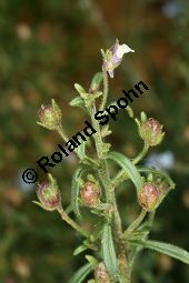 Kleiner Orant, Chaenorhinum minus, Scrophulariaceae, Chaenorhinum minus, Kleiner Orant, Gewöhnlicher Klaffmund, Kleines Leinkraut, Blühend Kauf von 06287chaenorhinum_minusimg_3976.jpg