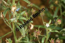 Kleiner Orant, Chaenorhinum minus, Scrophulariaceae, Chaenorhinum minus, Kleiner Orant, Gewöhnlicher Klaffmund, Kleines Leinkraut, Blühend Kauf von 06287chaenorhinum_minusimg_3977.jpg