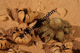 Wetterstern, Astraeus hygrometricus, Basidiomyceten, Astraeus_hygrometricus, Wetterstern, Fruchtkörper Kauf von 06288astraeus_hygrometricusimg_4132.jpg
