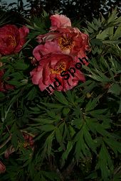 Pfinstrose 'Hesperus', Paeonia 'Hesperus', Paeoniaceae, Paeonia 'Hesperus', Pfingstrose 'Hesperus', Blhend Kauf von 06290paeonia_hesperusimg_2298.jpg