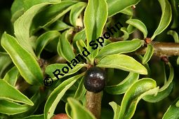 Felsen-Kreuzdorn, Rhamnus saxatilis, Rhamnaceae, Rhamnus saxatilis, Rhamnus infectorius, Felsen-Kreuzdorn, unreif fruchtend Kauf von 06295_rhamnus_saxatilis_img_0498.jpg