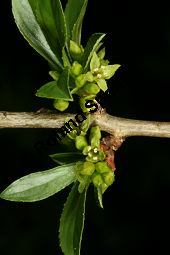 Felsen-Kreuzdorn, Rhamnus saxatilis, Rhamnaceae, Rhamnus saxatilis, Rhamnus infectorius, Felsen-Kreuzdorn, unreif fruchtend Kauf von 06295_rhamnus_saxatilis_img_8013.jpg