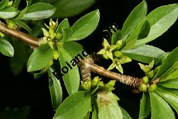 Felsen-Kreuzdorn, Rhamnus saxatilis, Rhamnaceae, Rhamnus saxatilis, Rhamnus infectorius, Felsen-Kreuzdorn, unreif fruchtend Kauf von 06295_rhamnus_saxatilis_img_8014.jpg