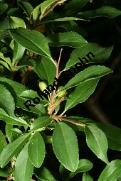 Felsen-Kreuzdorn, Rhamnus saxatilis, Rhamnaceae, Rhamnus saxatilis, Rhamnus infectorius, Felsen-Kreuzdorn, unreif fruchtend Kauf von 06295rhamnus_saxatilisimg_2429.jpg