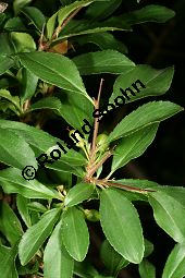 Felsen-Kreuzdorn, Rhamnus saxatilis, Rhamnaceae, Rhamnus saxatilis, Rhamnus infectorius, Felsen-Kreuzdorn, unreif fruchtend Kauf von 06295rhamnus_saxatilisimg_2430.jpg