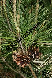 Tanyosho-Kiefer, Japanische Rot-Kiefer 'Umbraculifera', Pinus densiflora 'Umbraculifera' Kauf von 06300_pinus_densiflora_umbraculifera_img_1867.jpg