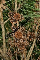 Tanyosho-Kiefer, Japanische Rot-Kiefer 'Umbraculifera', Pinus densiflora 'Umbraculifera' Kauf von 06300_pinus_densiflora_umbraculifera_img_1868.jpg