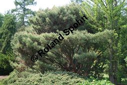 Tanyosho-Kiefer, Japanische Rot-Kiefer 'Umbraculifera', Pinus densiflora 'Umbraculifera' Kauf von 06300_pinus_densiflora_umbraculifera_img_1869.jpg