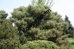 Tanyosho-Kiefer, Japanische Rot-Kiefer 'Umbraculifera', Pinus densiflora 'Umbraculifera' Kauf von 06300_pinus_densiflora_umbraculifera_img_1871.jpg
