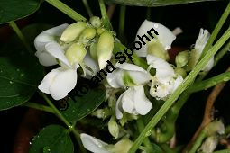 Pachyrhizus ahipa, Fabaceae, Pachyrhizus ahipa, Pachyrrhizus ahipa, Blhend und fruchtend Kauf von 06301pachyrhizus_ahipaimg_2622.jpg